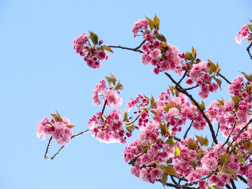 Alimentos estrella de primavera con beneficios para la salud. 