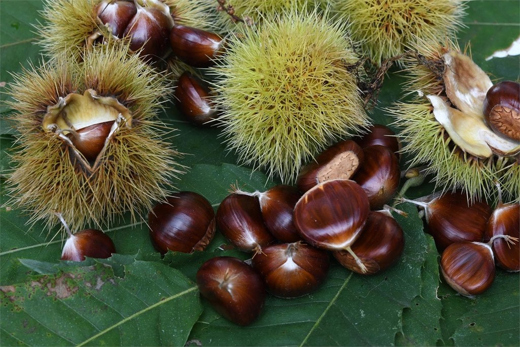 Alimentos estrella del otoño con beneficios para la salud