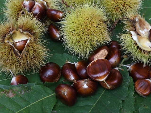 Alimentos estrella del otoño con beneficios para la salud