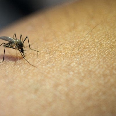 ¡Protégete de los mosquitos y demás insectos!